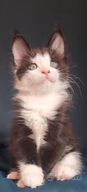 Cucciola Coon
