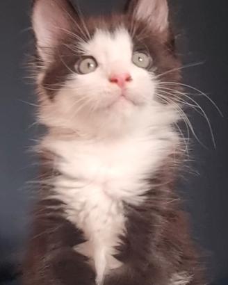 Cucciola Coon