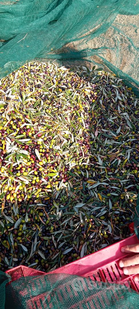 Oliveto / Orto - Altro