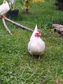 Gallina serama