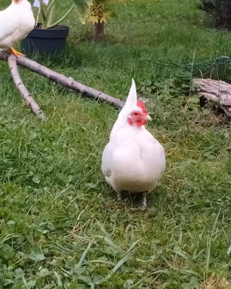 Gallina serama
