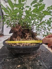 prebonsai olmo pumila