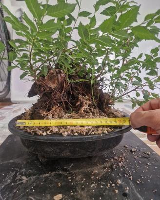 prebonsai olmo pumila