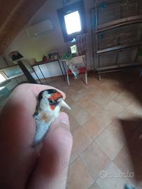 Cardellino