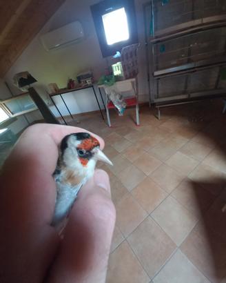 Cardellino
