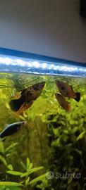 Platy mix