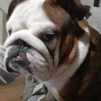 Bulldog inglese per accoppiamento/monta