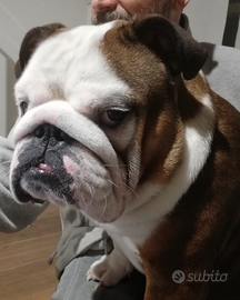 Bulldog inglese per accoppiamento/monta