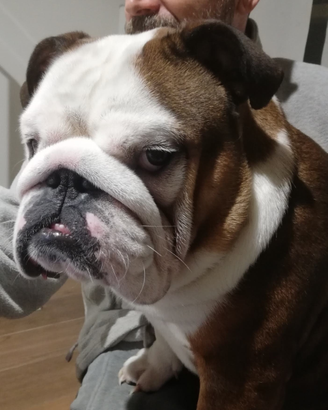 Bulldog inglese per accoppiamento/monta