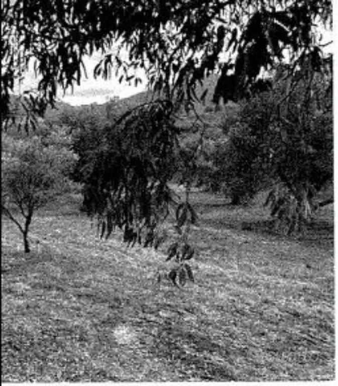 Immobile in asta di 56539 m² a Mesoraca - Vista 5