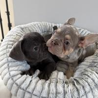 Bull dog francesi
