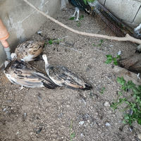 Pavoni ancestrali e nigripennis