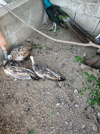 Pavoni ancestrali e nigripennis