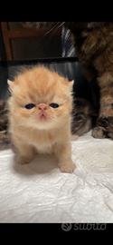 Cuccioli persiani