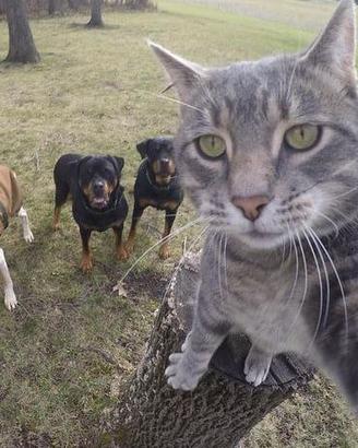 Gatto schifato schifomadó