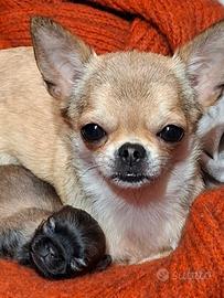 Chihuahua