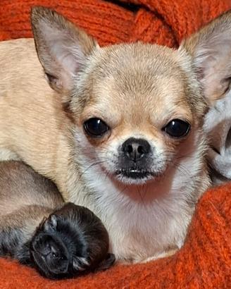 Chihuahua