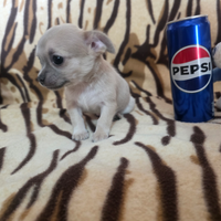 Chihuahua femmina blue con occhi chiari Toy Zoe