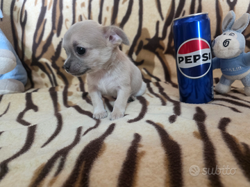 Chihuahua femmina blue con occhi chiari Toy Zoe