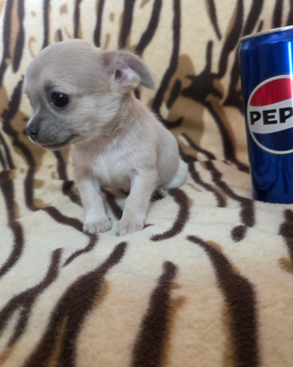 Chihuahua femmina blue con occhi chiari Toy Zoe
