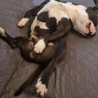 Amstaf femmina per fare accoppiare il mio am