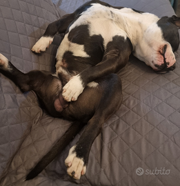 Amstaf femmina per fare accoppiare il mio am