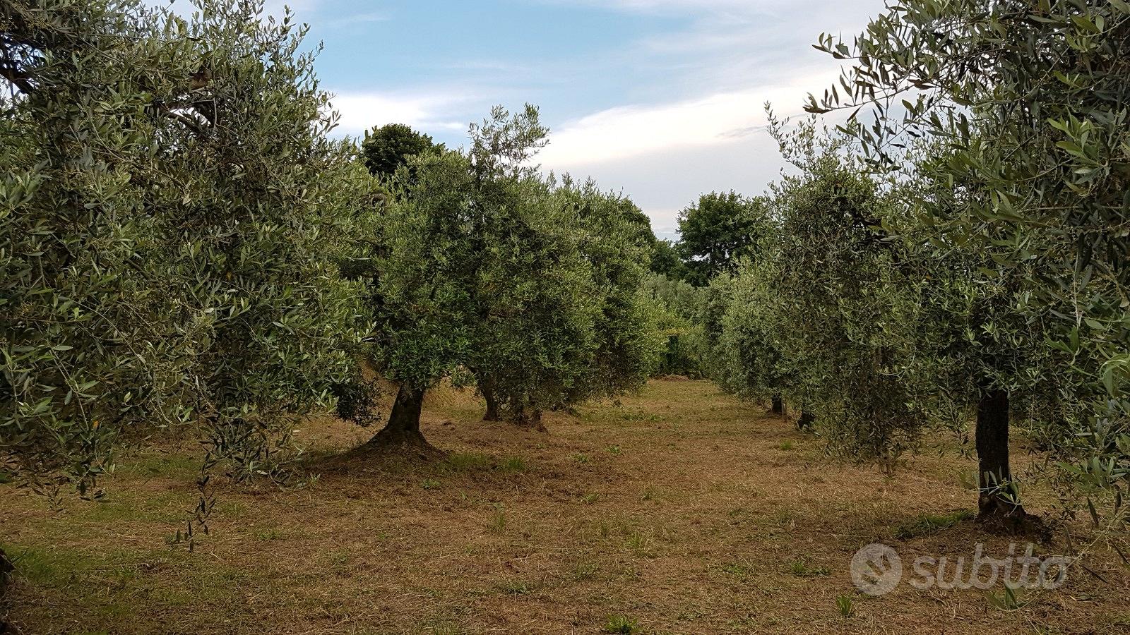 Oliveto loc.pieve a quarto arezzo - Vista 2