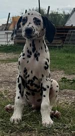 Dalmata disponibile cuccioli
