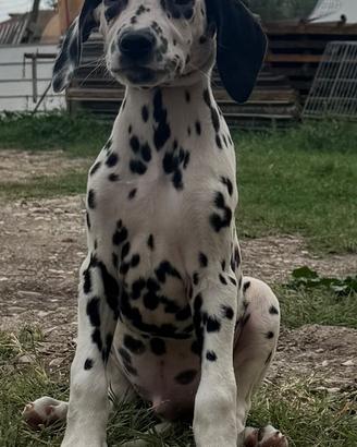 Dalmata disponibile cuccioli