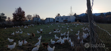 Azienda agricola capannone