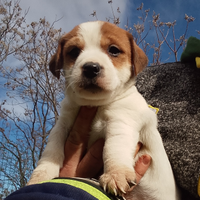 Jack Russell