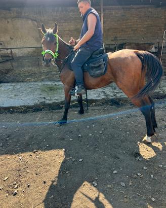 Cavallo