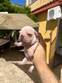 Bulldog francese