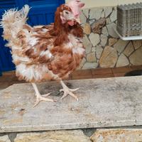 Galline in piena produzione