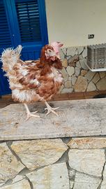 Galline in piena produzione