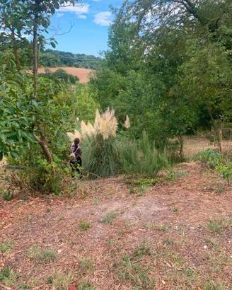 Terreno agricolo a Pesaro, zona Montegranaro,