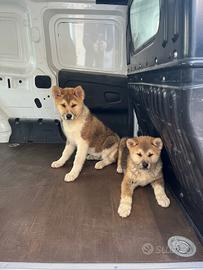 Cuccioli di Akita Inu