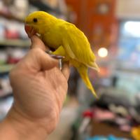 Pulli parrocchetti dal collare