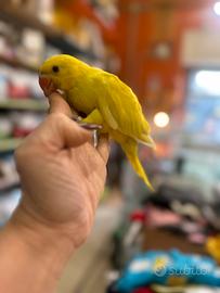 Pulli parrocchetti dal collare