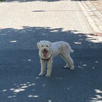 Lagotto Romagnolo Per Monta