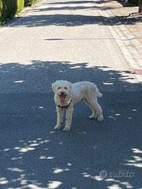 Lagotto Romagnolo Per Monta