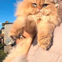 Scottish Fold e Scottish Straight