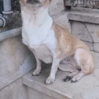 Chihuahua toy