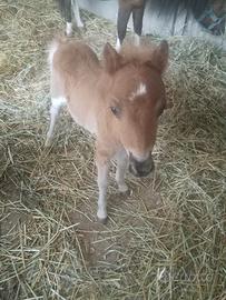 Pony