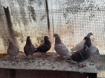 Coppia piccioni giovani