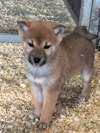 Cucciola di shiba inu
