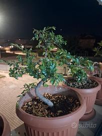 Bonsai Olmo Cinese Vero