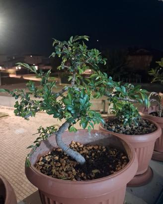 Bonsai Olmo Cinese Vero