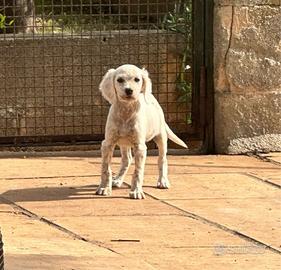 Cucciola Setter Inglese