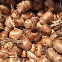 Bulbi di zafferano certificati e Garantiti